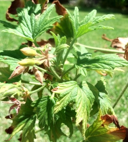 Pelargonium citronellum floral past and future